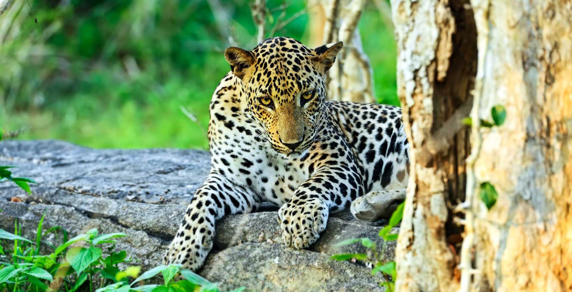 asian-leopard-yala-national-park-sri-lanka